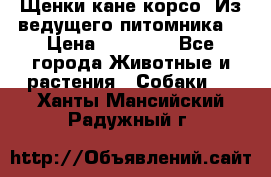 Щенки кане корсо! Из ведущего питомника! › Цена ­ 60 000 - Все города Животные и растения » Собаки   . Ханты-Мансийский,Радужный г.